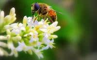 what is manuka honey and what are manuka honey health benefits