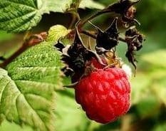 Raspberries are rich in antioxidants