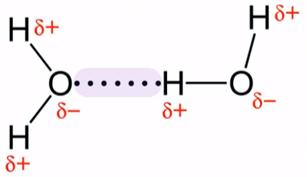 figure shows hydrogen bonding between oxygen and hydrogen atoms in water molecule. 