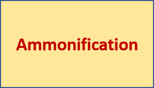 Define ammonification