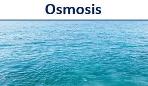 what is the definition of osmosis