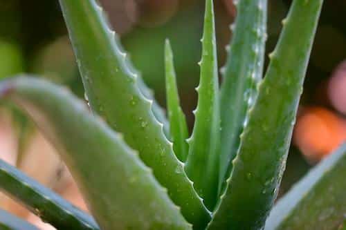Aloe vera includes antioxidant and antibacterial properties, wound healing, reduced constipation, and lower blood sugars. 