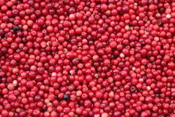 cranberry juice benefits include improvement in the immune system, protection against oxidative stress, and removal of free radicals.
