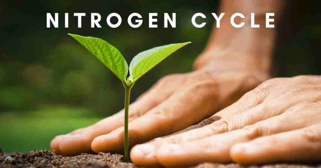 definition of nitrogen cycle