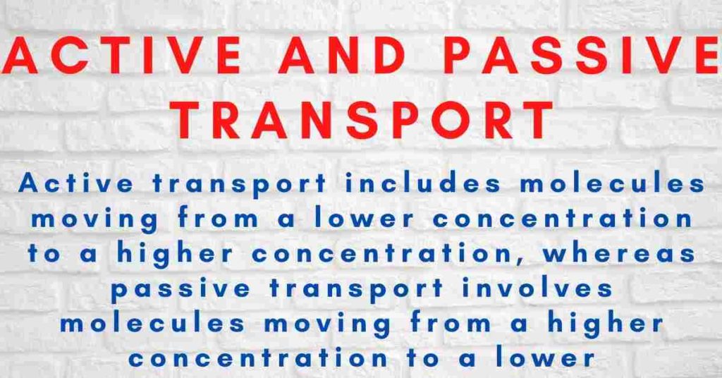 Difference between active and passive transport states that active transport involves movement of molecules from low concentration to high concentration and in passive transport molecules move from high concentration to lower concentration.