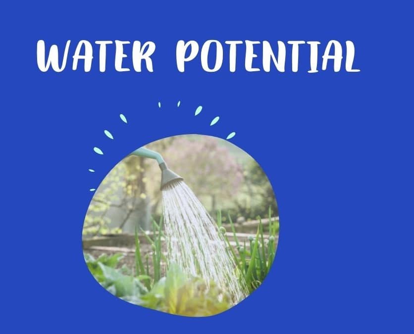 water potential definition