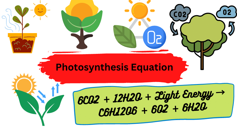 Photosynthesis Simple Definition
Photosynthesis Equation
Importance of Photosynthesis
